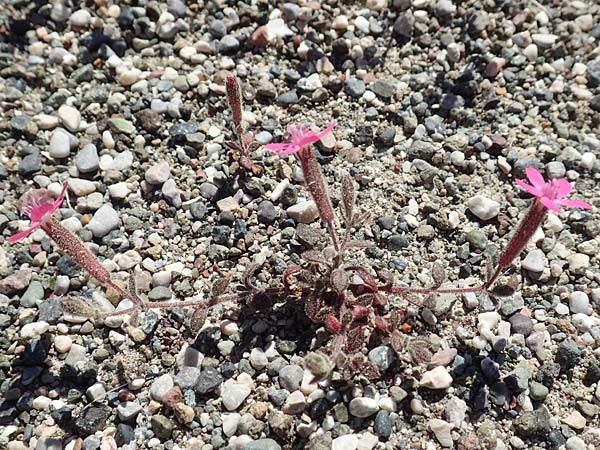Silene salamandra \ Rhodisches Leimkraut / Rhodian Catchfly, Rhodos/Rhodes Laerma 24.3.2019