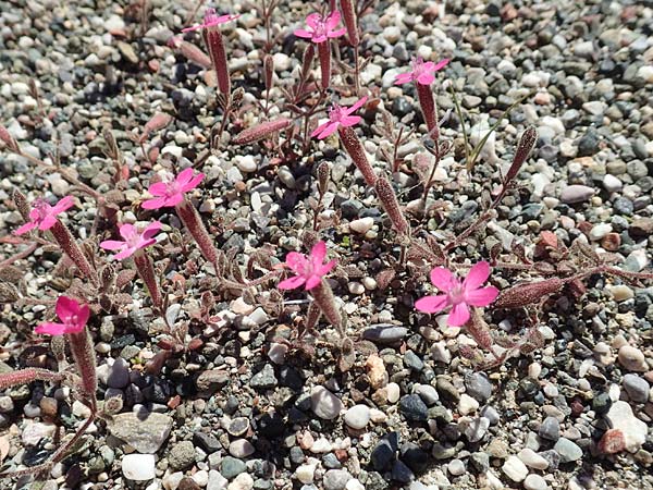 Silene salamandra \ Rhodisches Leimkraut / Rhodian Catchfly, Rhodos/Rhodes Laerma 24.3.2019