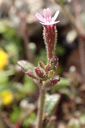 Silene sedoides \ Mauerpfeffer-Leimkraut / Hairy Catchfly, Rhodos/Rhodes Kallithea Terme 4.4.2019