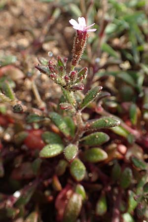 Silene sedoides \ Mauerpfeffer-Leimkraut / Hairy Catchfly, Rhodos/Rhodes Kallithea Terme 4.4.2019
