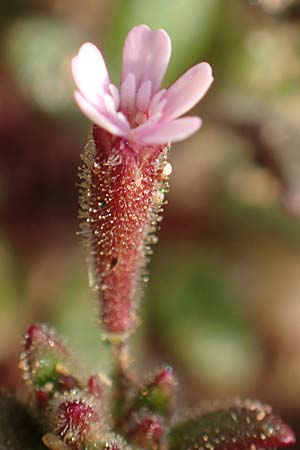 Silene sedoides \ Mauerpfeffer-Leimkraut / Hairy Catchfly, Rhodos/Rhodes Kallithea Terme 4.4.2019