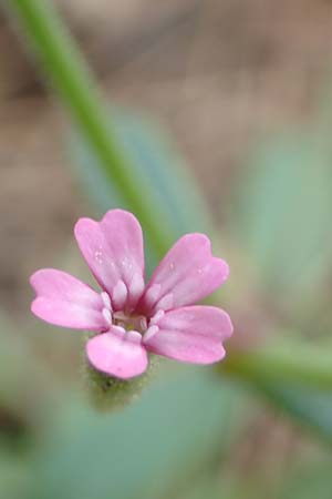 Silene sedoides \ Mauerpfeffer-Leimkraut / Hairy Catchfly, Rhodos/Rhodes Kallithea Terme 4.4.2019