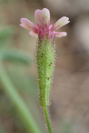 Silene sedoides \ Mauerpfeffer-Leimkraut / Hairy Catchfly, Rhodos/Rhodes Kallithea Terme 4.4.2019