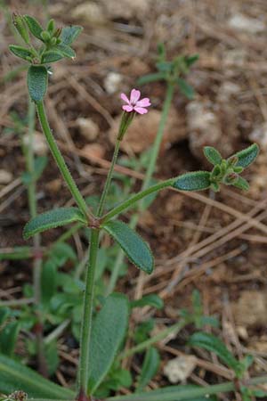 Silene sedoides \ Mauerpfeffer-Leimkraut / Hairy Catchfly, Rhodos/Rhodes Kallithea Terme 4.4.2019