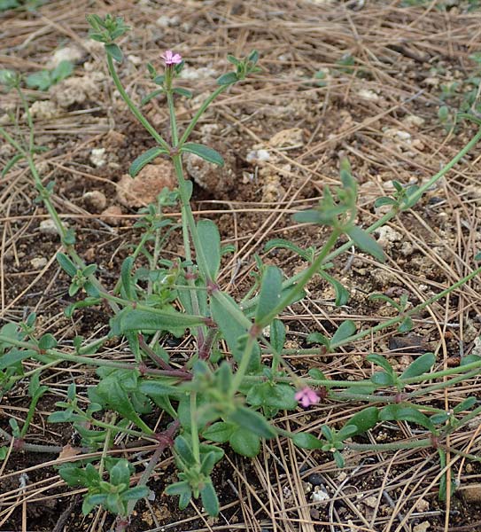 Silene sedoides \ Mauerpfeffer-Leimkraut / Hairy Catchfly, Rhodos/Rhodes Kallithea Terme 4.4.2019