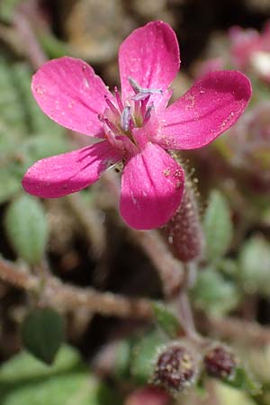 Silene salamandra \ Rhodisches Leimkraut / Rhodian Catchfly, Rhodos/Rhodes Moni Artamiti 16.3.2023