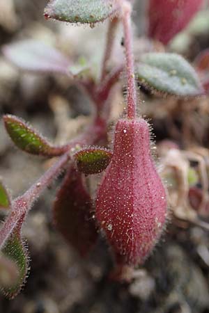 Silene salamandra \ Rhodisches Leimkraut / Rhodian Catchfly, Rhodos/Rhodes Moni Artamiti 16.3.2023