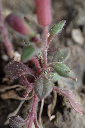 Silene salamandra \ Rhodisches Leimkraut / Rhodian Catchfly, Rhodos/Rhodes Moni Artamiti 16.3.2023