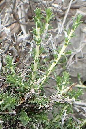 Thymbra capitata \ Kopfiger Thymian / Mediterranean Thyme, Rhodos Tsambika 30.3.2019