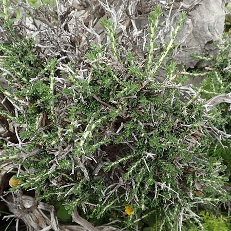 Thymbra capitata \ Kopfiger Thymian / Mediterranean Thyme, Rhodos Tsambika 30.3.2019