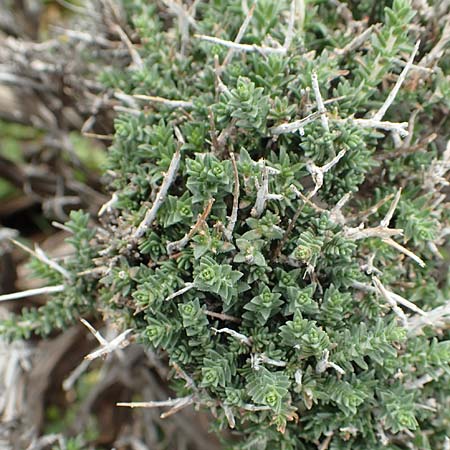 Thymbra capitata \ Kopfiger Thymian / Mediterranean Thyme, Rhodos Tsambika 30.3.2019