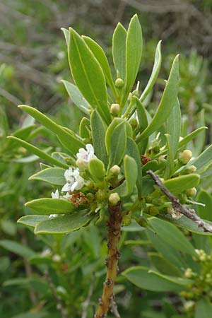 Myoporum laetum \ Dr�senstrauch, Ngaio-Baum / Mousehole Tree, Coast Myoporum, Rhodos/Rhodes Kattavia 1.4.2019