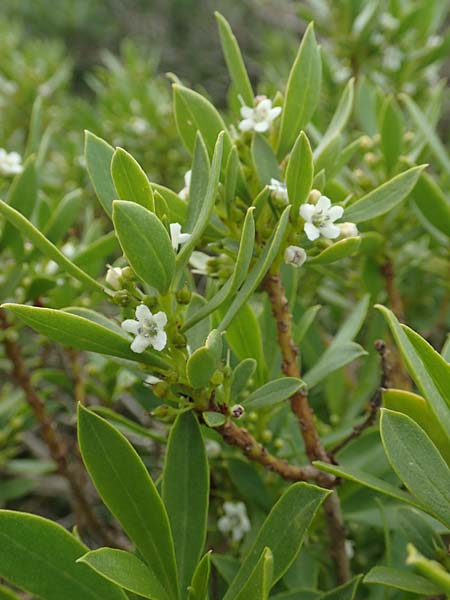 Myoporum laetum \ Dr�senstrauch, Ngaio-Baum / Mousehole Tree, Coast Myoporum, Rhodos/Rhodes Kattavia 1.4.2019