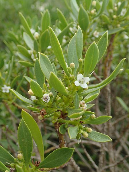 Myoporum laetum \ Dr�senstrauch, Ngaio-Baum / Mousehole Tree, Coast Myoporum, Rhodos/Rhodes Kattavia 1.4.2019