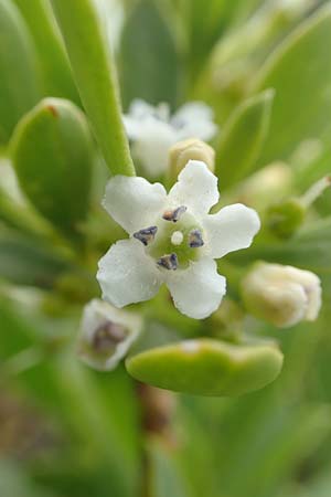 Myoporum laetum \ Dr�senstrauch, Ngaio-Baum / Mousehole Tree, Coast Myoporum, Rhodos/Rhodes Kattavia 1.4.2019