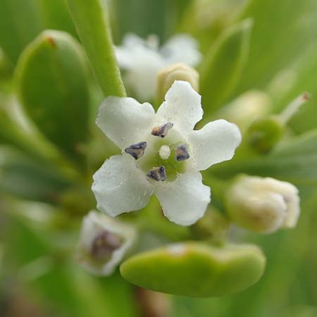 Myoporum laetum \ Dr�senstrauch, Ngaio-Baum / Mousehole Tree, Coast Myoporum, Rhodos/Rhodes Kattavia 1.4.2019