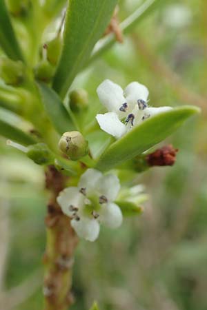 Myoporum laetum \ Dr�senstrauch, Ngaio-Baum / Mousehole Tree, Coast Myoporum, Rhodos/Rhodes Kattavia 1.4.2019