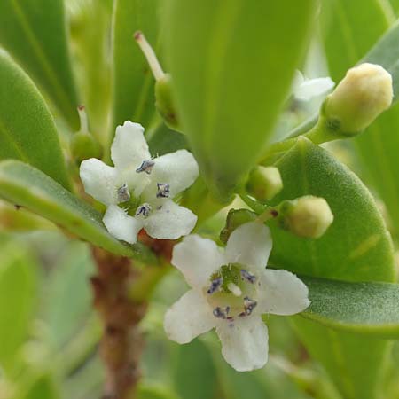 Myoporum laetum \ Dr�senstrauch, Ngaio-Baum / Mousehole Tree, Coast Myoporum, Rhodos/Rhodes Kattavia 1.4.2019