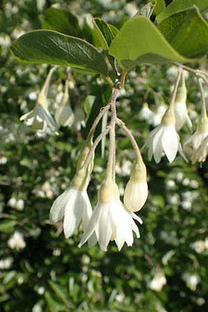 Styrax officinalis \ Echter Styraxbaum / Styrax Tree, Rhodos/Rhodes Profitis Ilias 2.4.2019
