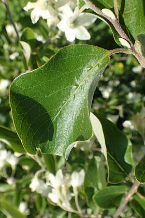 Styrax officinalis \ Echter Styraxbaum / Styrax Tree, Rhodos/Rhodes Profitis Ilias 2.4.2019