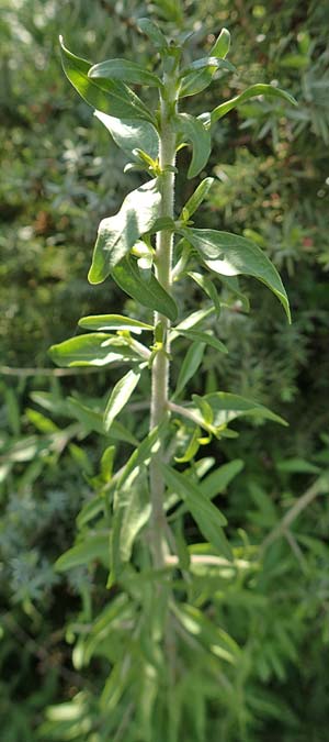 Unknown_bush spec1 ? \ Unbekannter Strauch / Unknown Bush, Rhodos Apolakkia 3.4.2019