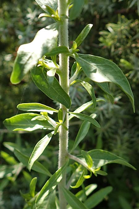 Unknown_bush spec1 ? \ Unbekannter Strauch / Unknown Bush, Rhodos Apolakkia 3.4.2019