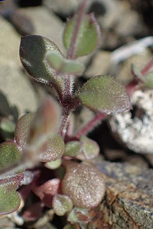 Arenaria rhodia \ Rhodisches Sandkraut / Rhodian Sandwort, Rhodos/Rhodes Moni Artamiti 16.3.2023