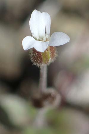 Arenaria rhodia \ Rhodisches Sandkraut / Rhodian Sandwort, Rhodos/Rhodes Moni Artamiti 16.3.2023