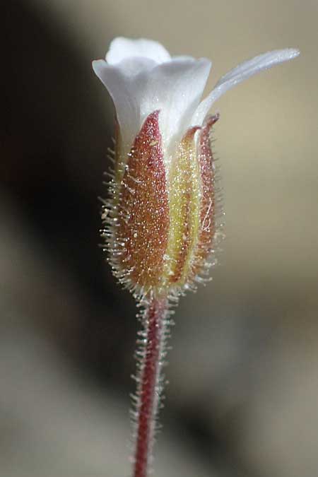 Arenaria rhodia \ Rhodisches Sandkraut / Rhodian Sandwort, Rhodos/Rhodes Moni Artamiti 16.3.2023