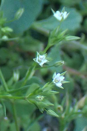 Sabulina tenuifolia subsp. hybrida \ Zarte Miere, Feinblttrige Miere / Fine-Leaved Sandwort, Slender-Leaf Sandwort, Rhodos Moni Kamiri 19.3.2023
