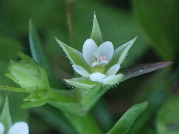 Sabulina tenuifolia subsp. hybrida \ Zarte Miere, Feinblttrige Miere / Fine-Leaved Sandwort, Slender-Leaf Sandwort, Rhodos Moni Kamiri 19.3.2023