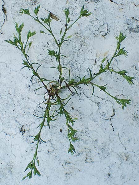 Sabulina tenuifolia subsp. hybrida \ Zarte Miere, Feinblttrige Miere / Fine-Leaved Sandwort, Slender-Leaf Sandwort, Rhodos Moni Kamiri 19.3.2023