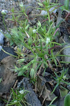Sabulina tenuifolia subsp. hybrida \ Zarte Miere, Feinblttrige Miere / Fine-Leaved Sandwort, Slender-Leaf Sandwort, Rhodos Moni Kamiri 19.3.2023