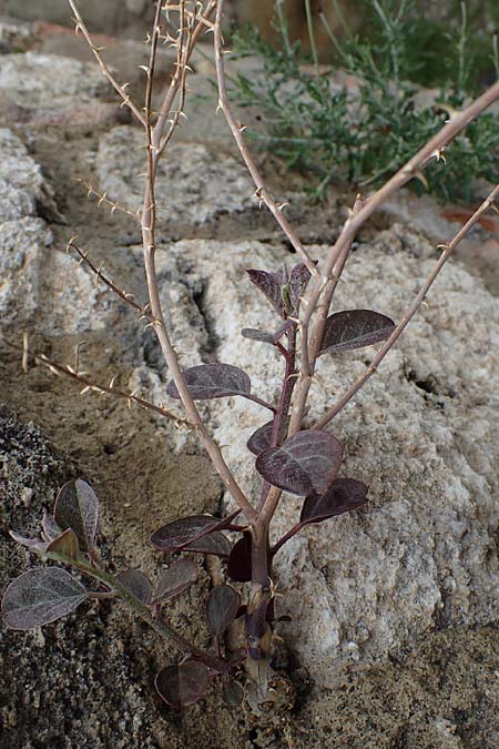 Capparis spinosa var. aegyptia \ &Auml;gyptischer Kapernstrauch / Egyptian Caper, Rhodos/Rhodes Kamiros 22.3.2023