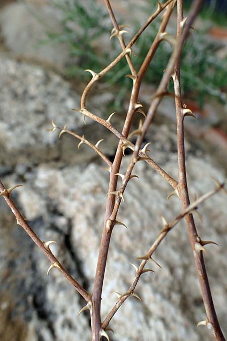 Capparis spinosa var. aegyptia \ &Auml;gyptischer Kapernstrauch / Egyptian Caper, Rhodos/Rhodes Kamiros 22.3.2023