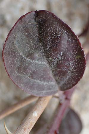 Capparis spinosa var. aegyptia \ &Auml;gyptischer Kapernstrauch / Egyptian Caper, Rhodos/Rhodes Kamiros 22.3.2023
