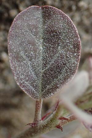 Capparis spinosa var. aegyptia \ &Auml;gyptischer Kapernstrauch / Egyptian Caper, Rhodos/Rhodes Kamiros 22.3.2023