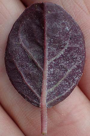 Capparis spinosa var. aegyptia \ &Auml;gyptischer Kapernstrauch / Egyptian Caper, Rhodos/Rhodes Kamiros 22.3.2023