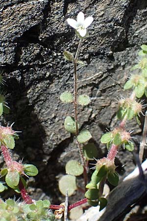 Silene tunicoides \ Felsennelken-Leimkraut / Tunic Catchfly, Rhodos/Rhodes Moni Artamiti 27.3.2023