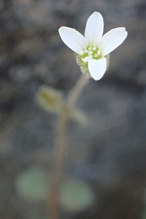 Silene tunicoides \ Felsennelken-Leimkraut / Tunic Catchfly, Rhodos/Rhodes Moni Artamiti 27.3.2023