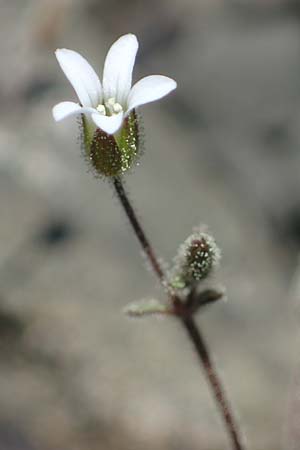 Silene tunicoides, Felsennelken-Leimkraut
