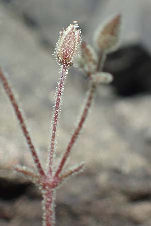 Silene tunicoides \ Felsennelken-Leimkraut / Tunic Catchfly, Rhodos/Rhodes Moni Artamiti 27.3.2023