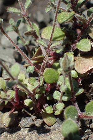 Silene tunicoides \ Felsennelken-Leimkraut / Tunic Catchfly, Rhodos/Rhodes Moni Artamiti 27.3.2023