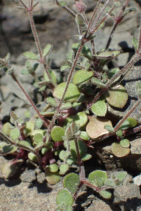 Silene tunicoides \ Felsennelken-Leimkraut / Tunic Catchfly, Rhodos/Rhodes Moni Artamiti 27.3.2023