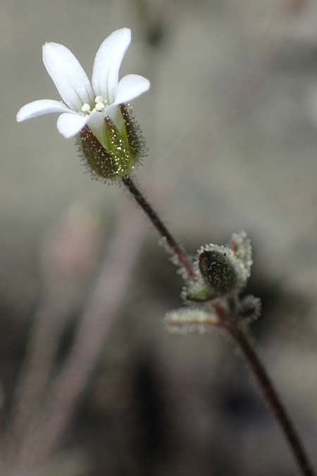 Silene tunicoides \ Felsennelken-Leimkraut / Tunic Catchfly, Rhodos/Rhodes Moni Artamiti 27.3.2023