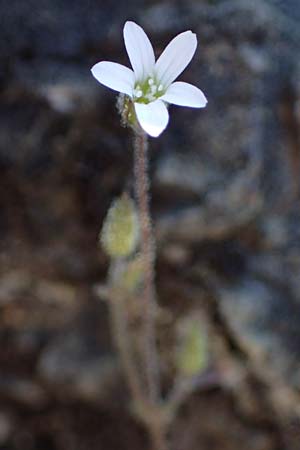 Silene tunicoides \ Felsennelken-Leimkraut / Tunic Catchfly, Rhodos/Rhodes Moni Artamiti 27.3.2023