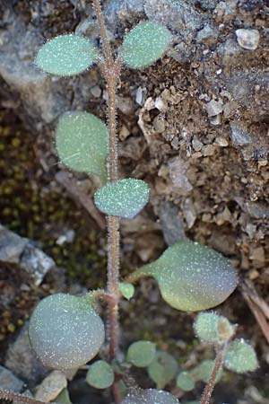 Silene tunicoides \ Felsennelken-Leimkraut / Tunic Catchfly, Rhodos/Rhodes Moni Artamiti 27.3.2023