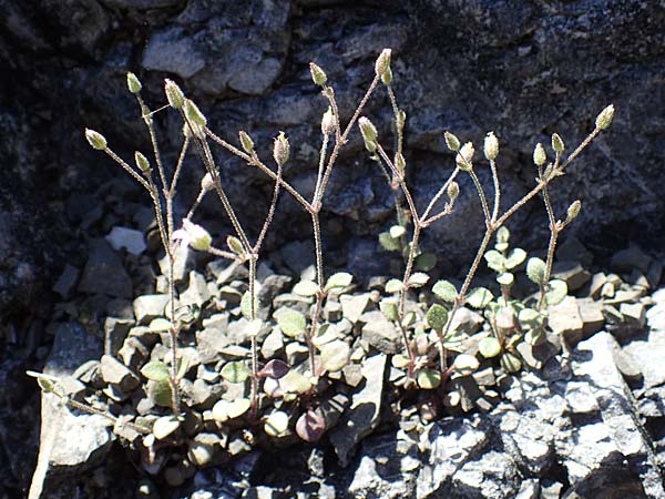 Silene tunicoides \ Felsennelken-Leimkraut / Tunic Catchfly, Rhodos/Rhodes Moni Artamiti 27.3.2023