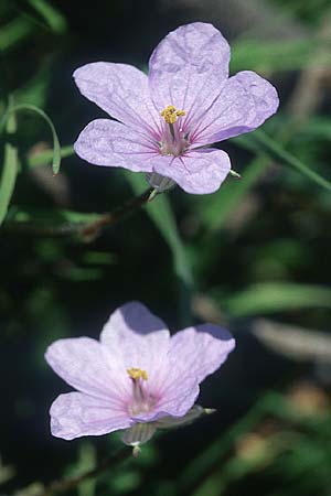Erodium gruinum \ Reiherschnabel / Iranian Crane's-Bill, Rhodos/Rhodes Lardos 21.3.2005