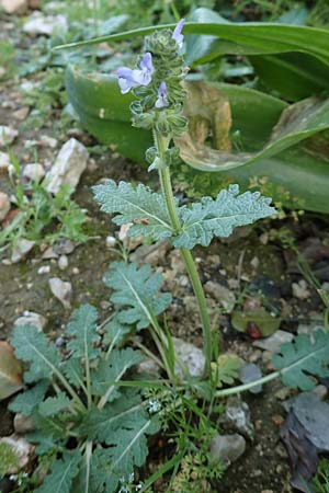 Salvia verbenaca \ Eisenkraut-Salbei / Wild Clary, Rhodos Tsambika 30.3.2019